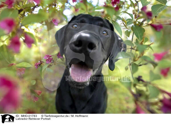 Labrador Retriever Portrait / Labrador Retriever Portrait / MHO-01783