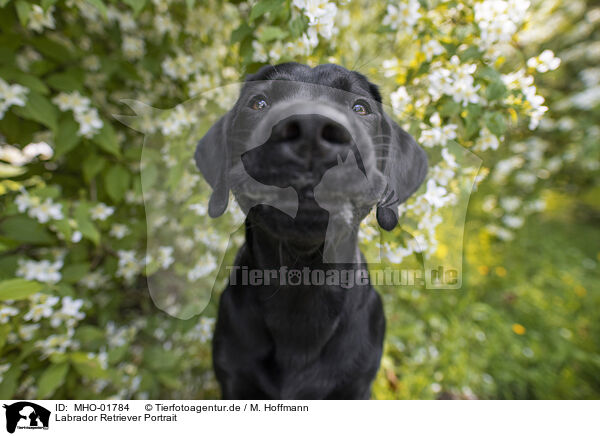 Labrador Retriever Portrait / Labrador Retriever Portrait / MHO-01784