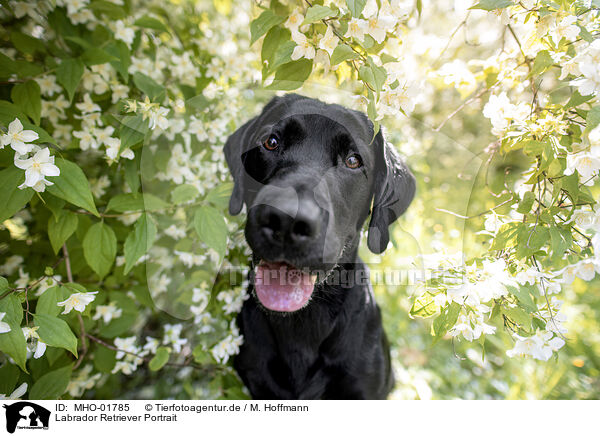 Labrador Retriever Portrait / Labrador Retriever Portrait / MHO-01785