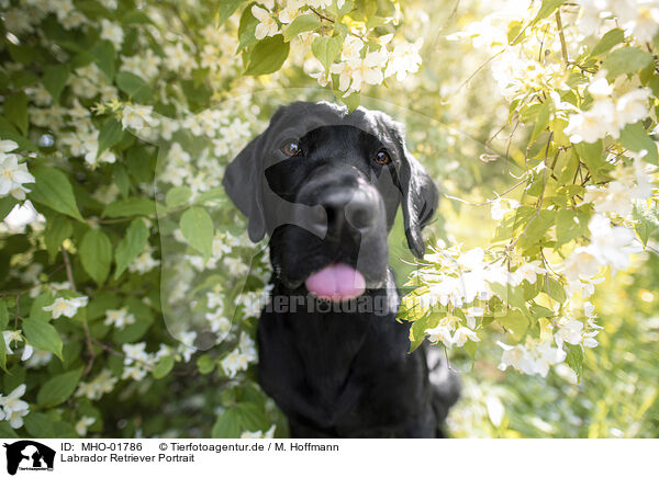 Labrador Retriever Portrait / Labrador Retriever Portrait / MHO-01786