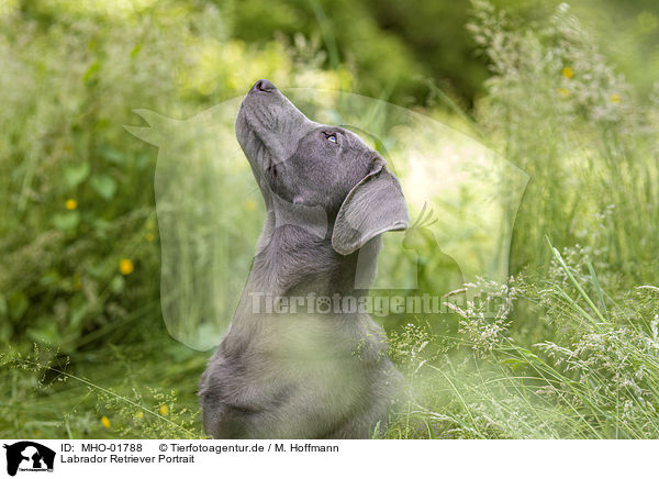 Labrador Retriever Portrait / Labrador Retriever Portrait / MHO-01788