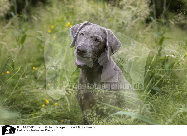 Labrador Retriever Portrait / Labrador Retriever Portrait / MHO-01789
