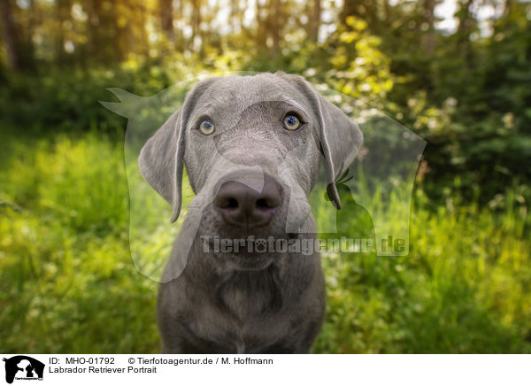 Labrador Retriever Portrait / Labrador Retriever Portrait / MHO-01792