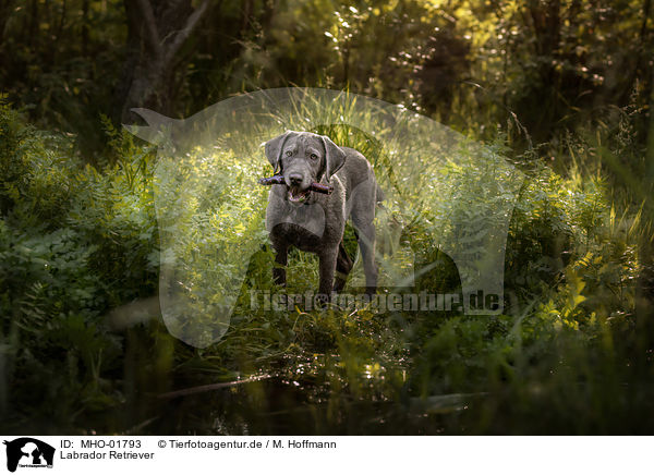 Labrador Retriever / Labrador Retriever / MHO-01793