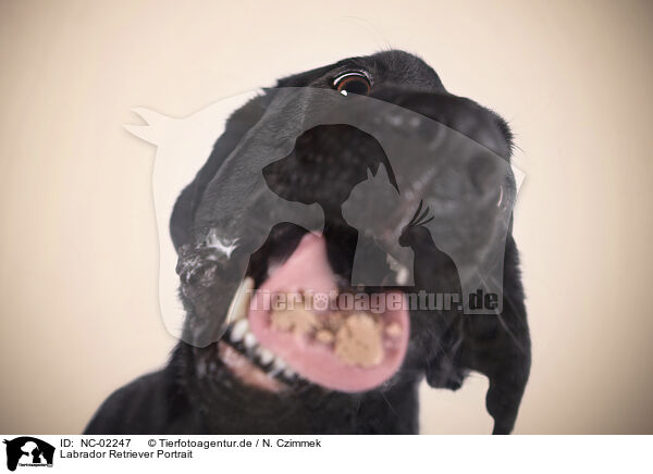 Labrador Retriever Portrait / NC-02247