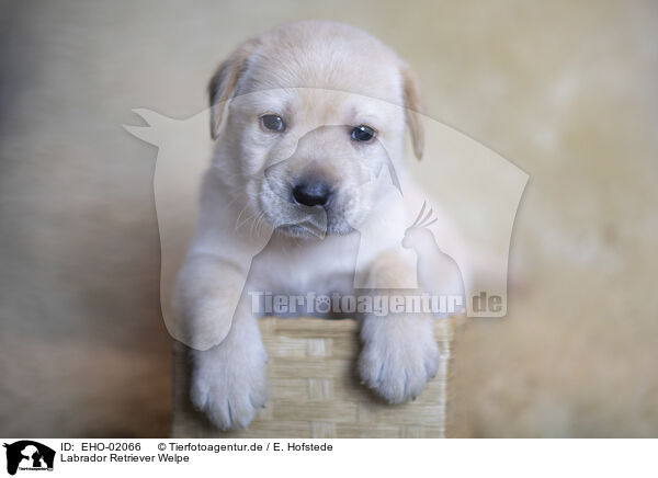 Labrador Retriever Welpe / Labrador Retrievern Puppy / EHO-02066