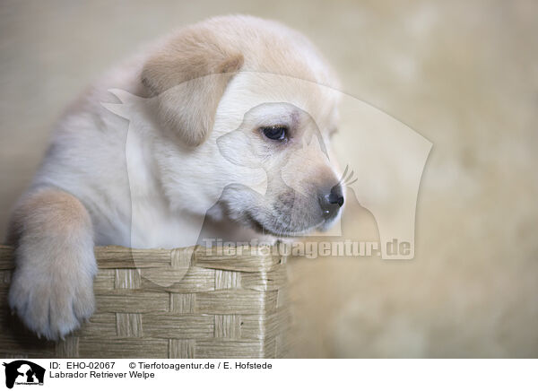 Labrador Retriever Welpe / Labrador Retrievern Puppy / EHO-02067