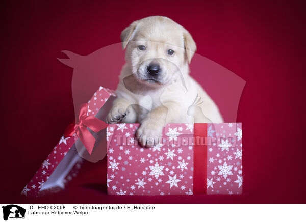 Labrador Retriever Welpe / Labrador Retrievern Puppy / EHO-02068