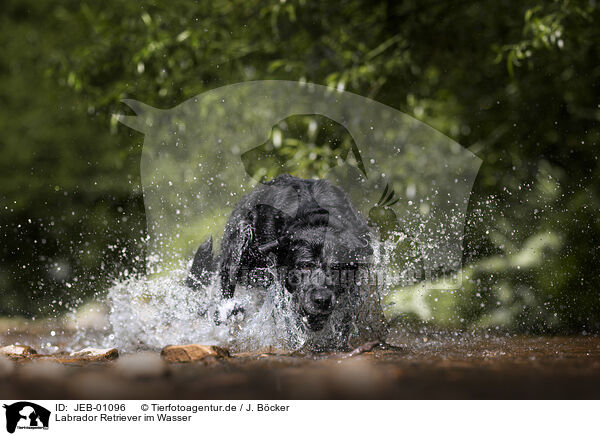 Labrador Retriever im Wasser / Labrador Retriever in the water / JEB-01096