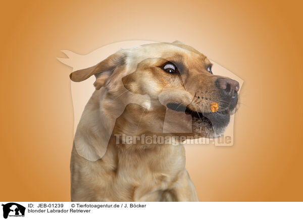 blonder Labrador Retriever / JEB-01239
