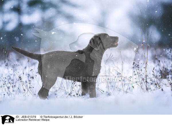 Labrador Retriever Welpe / JEB-01379