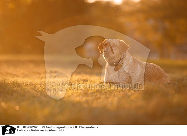 Labrador Retriever im Abendlicht / KB-06262