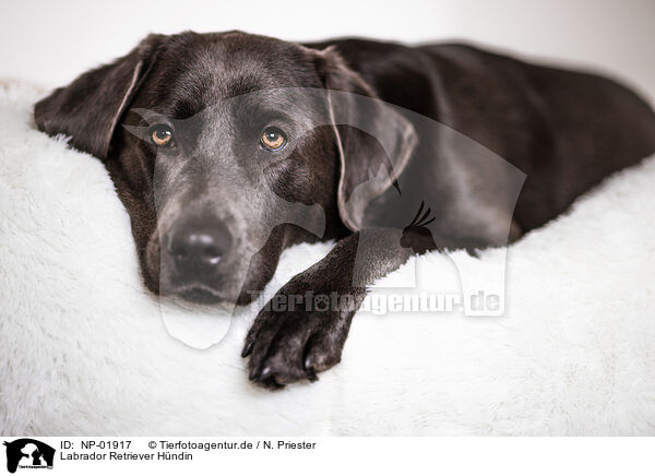 Labrador Retriever Hndin / female Labrador Retriever / NP-01917