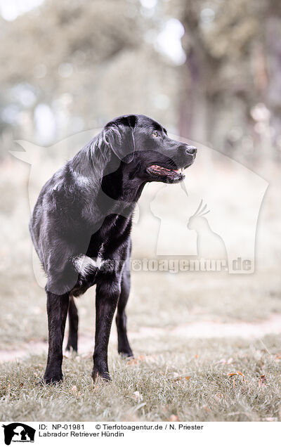 Labrador Retriever Hndin / female Labrador Retriever / NP-01981