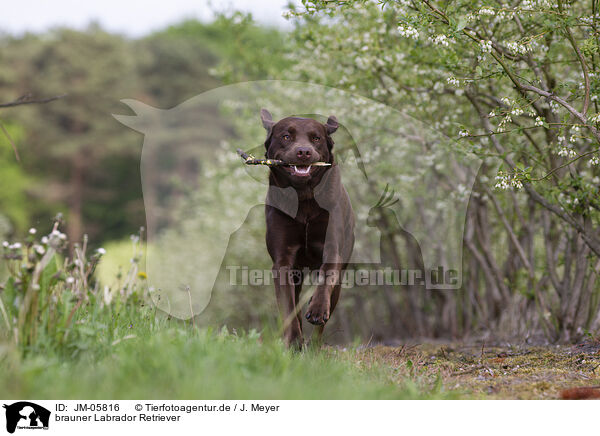 brauner Labrador Retriever / brown Labrador Retriever / JM-05816
