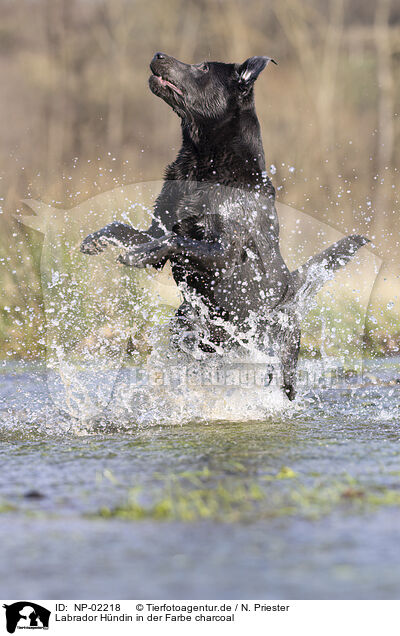 Labrador Hndin in der Farbe charcoal / NP-02218