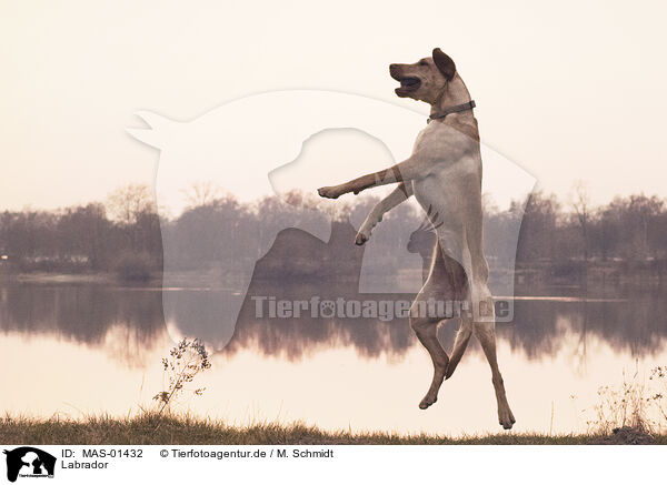 Labrador / Labrador / MAS-01432