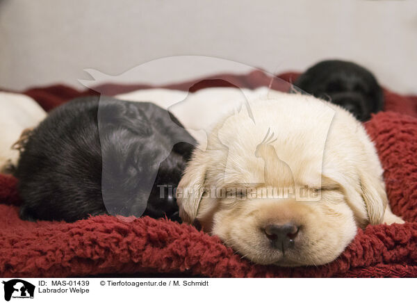 Labrador Welpe / Labrador puppy / MAS-01439