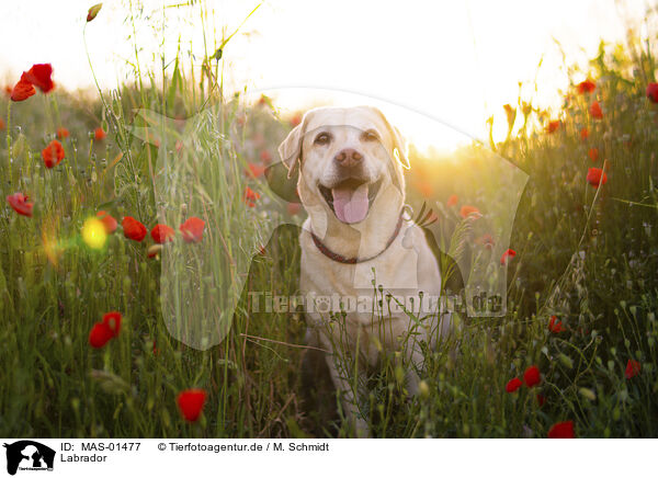 Labrador / Labrador / MAS-01477