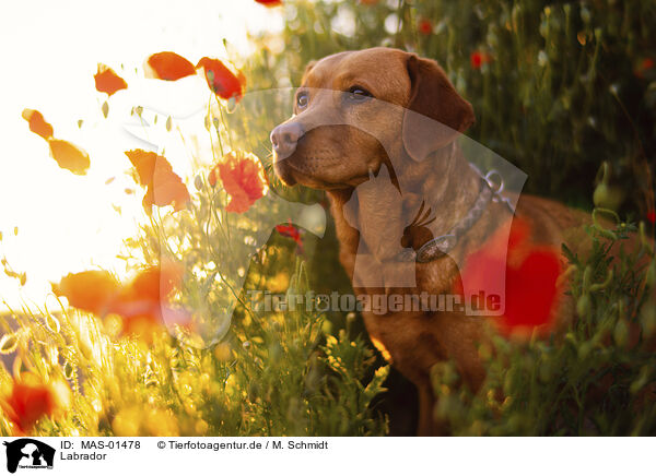 Labrador / Labrador / MAS-01478