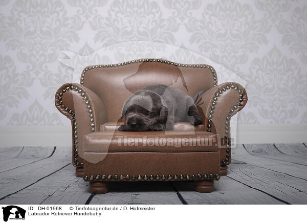 Labrador Retriever Hundebaby / Labrador Retriever Baby / DH-01968