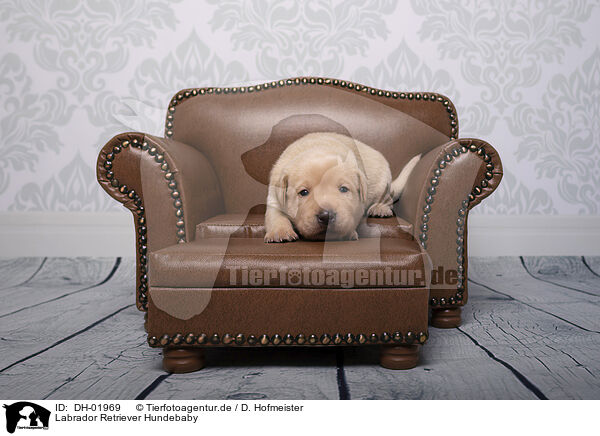 Labrador Retriever Hundebaby / Labrador Retriever Baby / DH-01969
