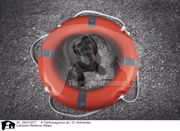 Labrador Retriever Welpe / DH-01977