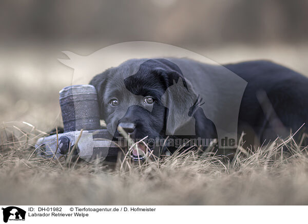 Labrador Retriever Welpe / Labrador Retriever Puppy / DH-01982