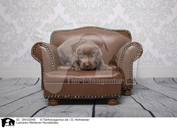 Labrador Retriever Hundebaby / Labrador Retriever Baby / DH-02065