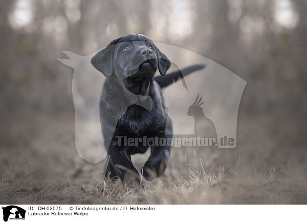 Labrador Retriever Welpe / Labrador Retriever Puppy / DH-02075