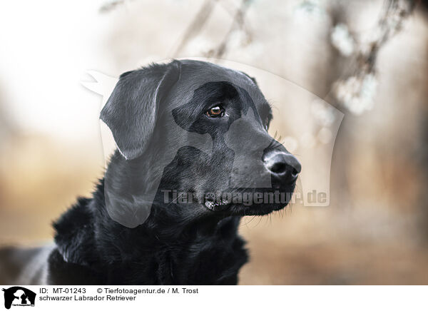 schwarzer Labrador Retriever / MT-01243