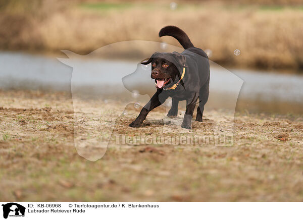 Labrador Retriever Rde / male Labrador Retriever / KB-06968