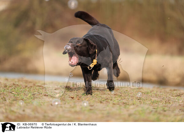 Labrador Retriever Rde / male Labrador Retriever / KB-06970
