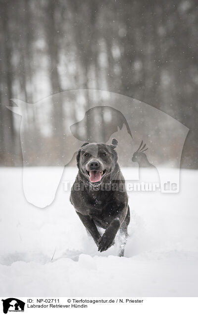 Labrador Retriever Hndin / female Labrador Retriever / NP-02711