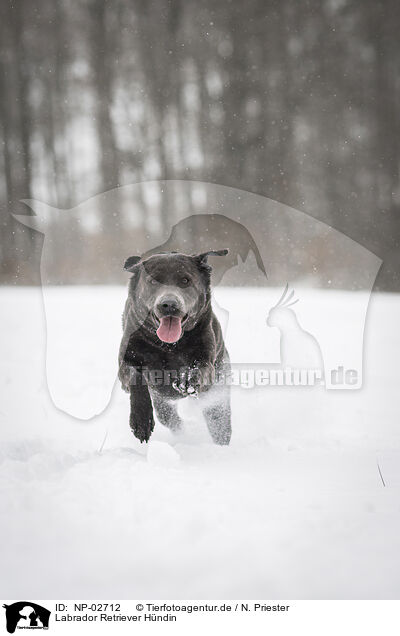 Labrador Retriever Hndin / female Labrador Retriever / NP-02712