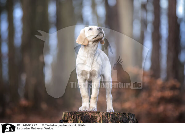 Labrador Retriever Welpe / Labrador Retriever Puppy / AK-01227
