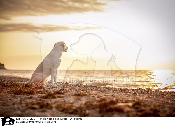 Labrador Retriever am Strand / Labrador Retriever at the beach / AK-01229