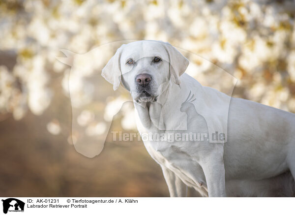 Labrador Retriever Portrait / Labrador Retriever Portrait / AK-01231