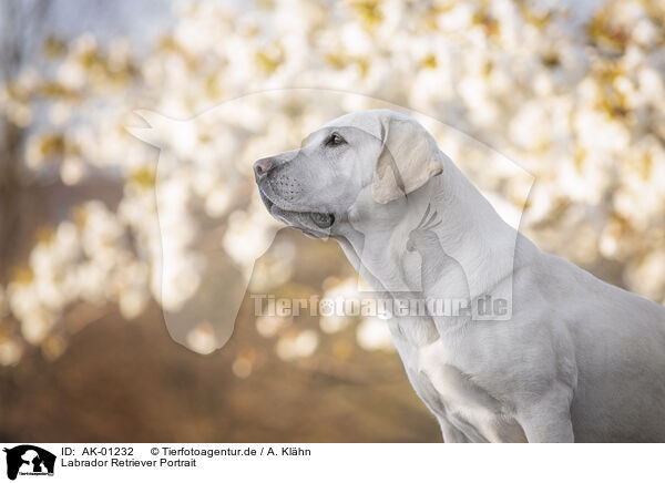 Labrador Retriever Portrait / Labrador Retriever Portrait / AK-01232