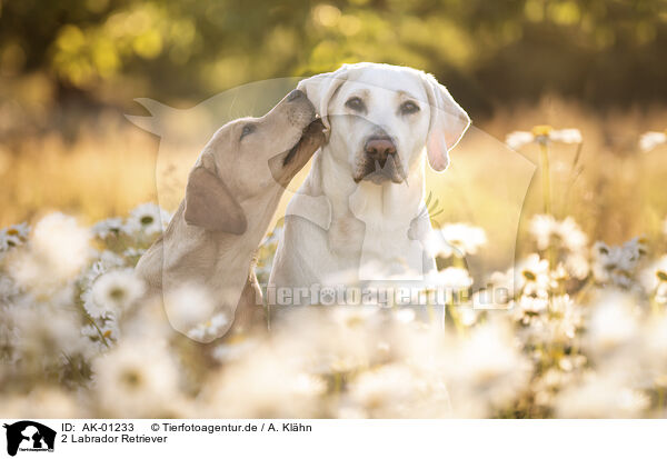 2 Labrador Retriever / 2 Labrador Retriever / AK-01233