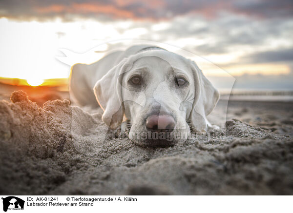 Labrador Retriever am Strand / Labrador Retriever at the beach / AK-01241