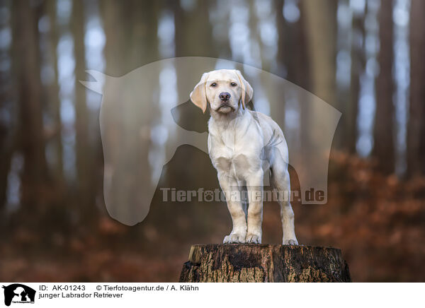 junger Labrador Retriever / young Labrador Retriever / AK-01243