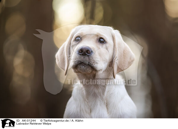 Labrador Retriever Welpe / Labrador Retriever Puppy / AK-01244