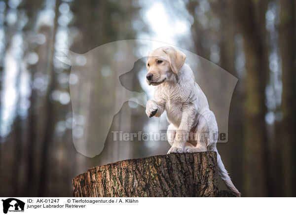 junger Labrador Retriever / young Labrador Retriever / AK-01247