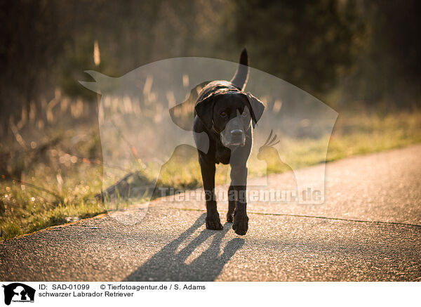 schwarzer Labrador Retriever / black Labrador Retriever / SAD-01099