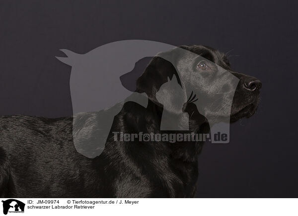schwarzer Labrador Retriever / JM-09974