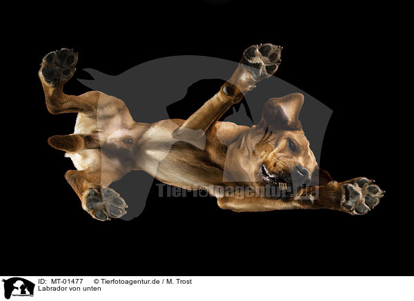 Labrador von unten / MT-01477
