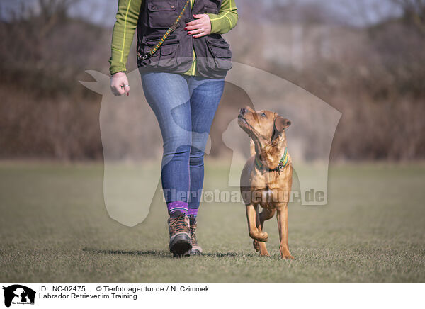 Labrador Retriever im Training / Labrador Retriever in training / NC-02475