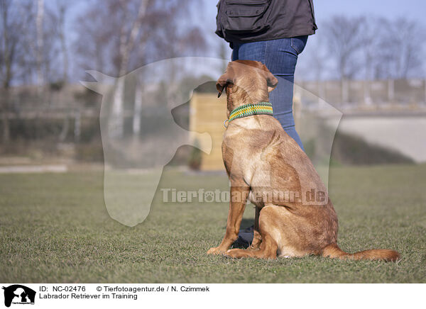 Labrador Retriever im Training / NC-02476