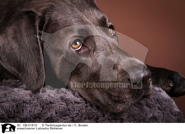 erwachsener Labrador Retriever / adult Labrador Retriever / CB-01810